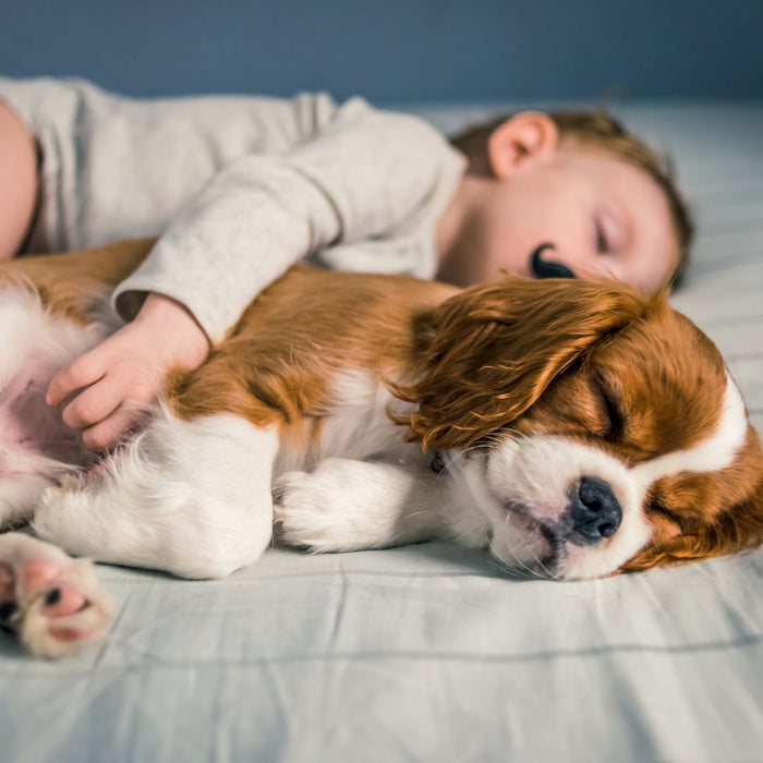 Toddler Napping on bed with pet dog