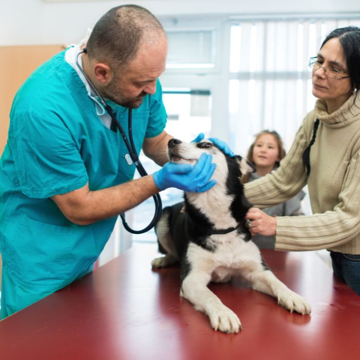 family at the vet's